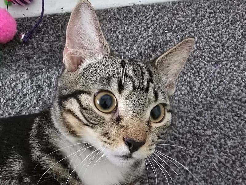 Gizmo primary photo