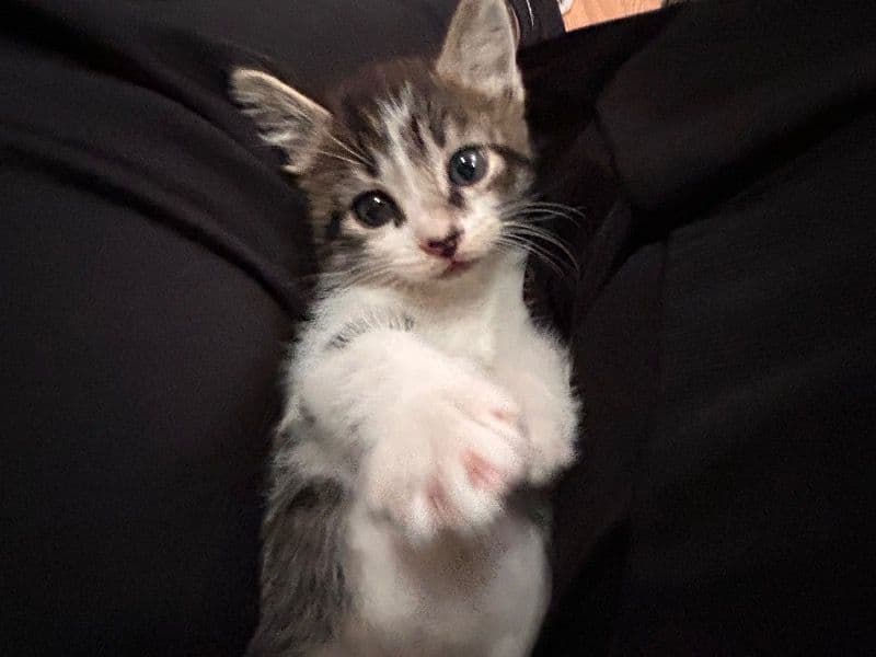 Oreo primary photo