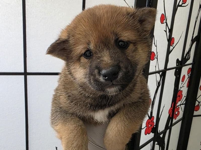 Puppies primary photo