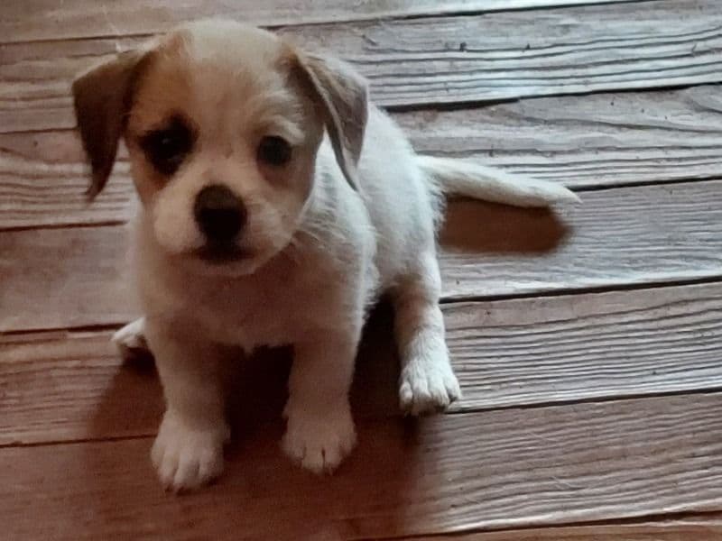 Spotted White Pup primary photo