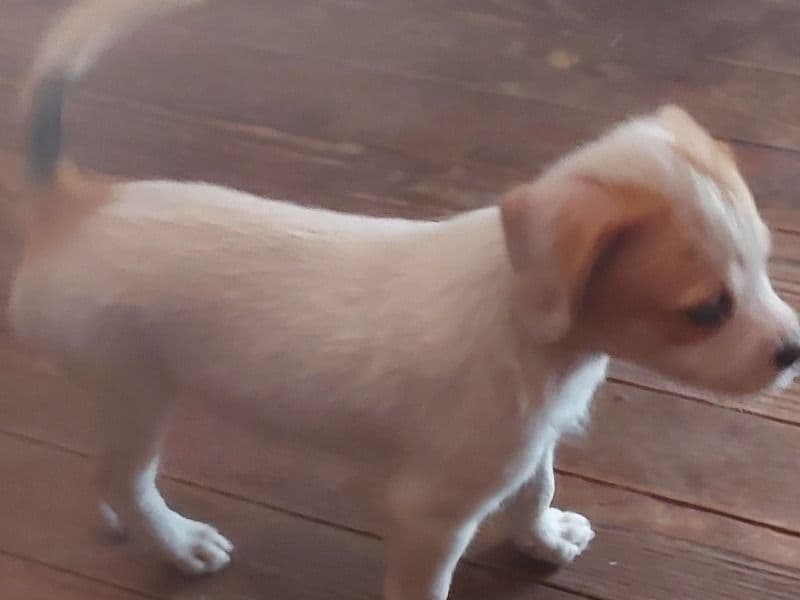 White With Lemon Ears primary photo