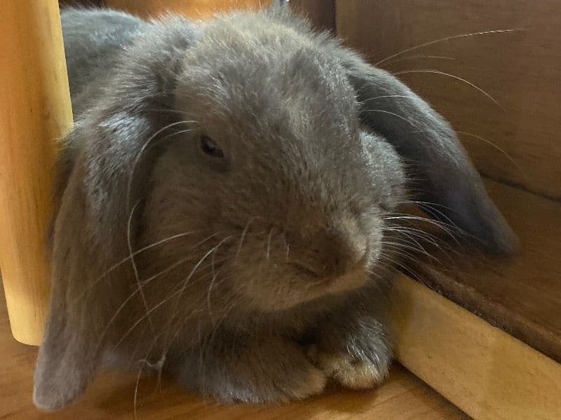 Thumper primary photo