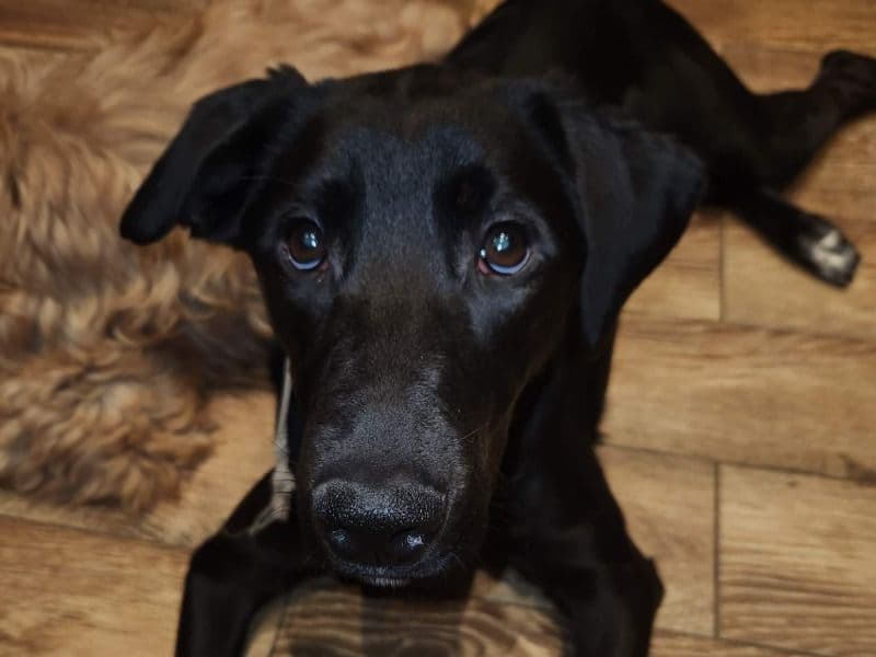 Luna primary photo
