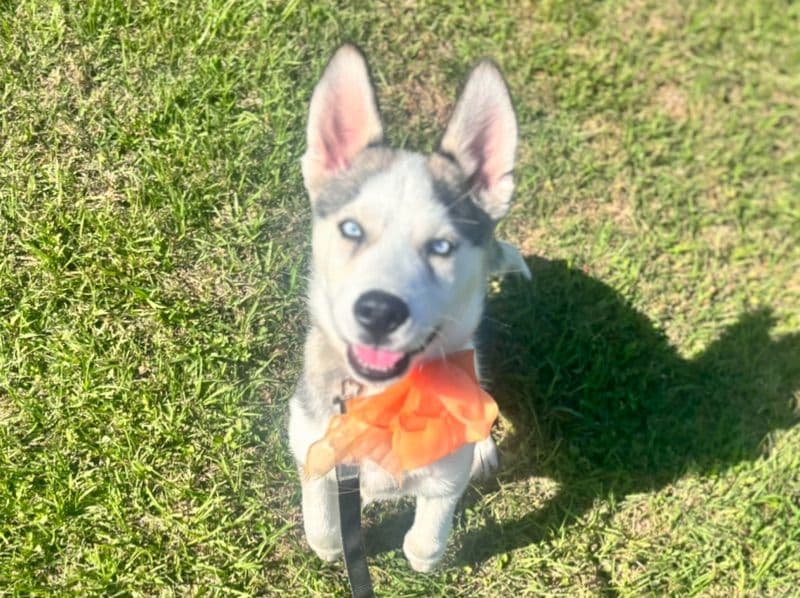 Nyxii primary photo