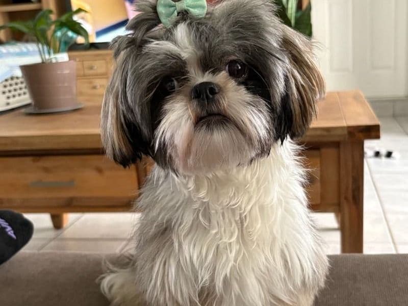 Nala primary photo