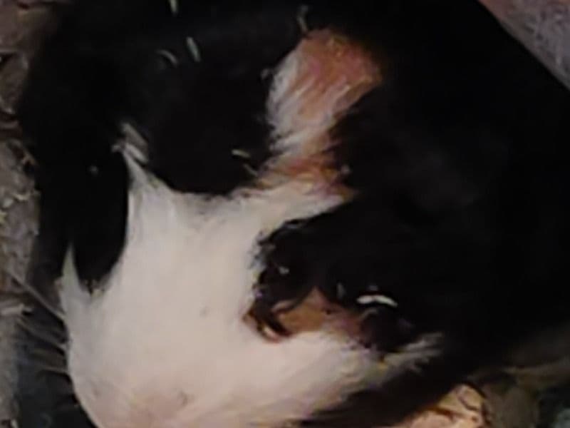 Skunk & Gizmo primary photo