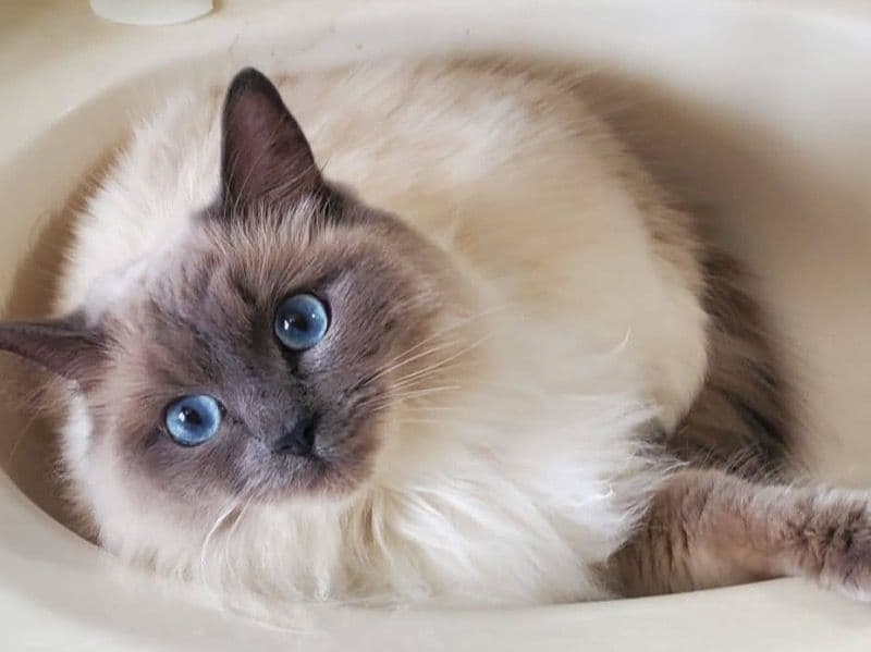 Mochi primary photo