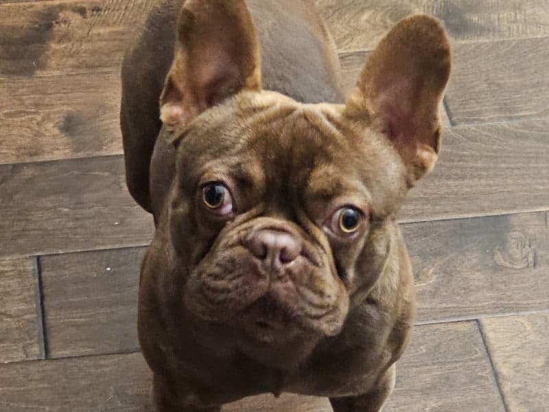 Freddy primary photo
