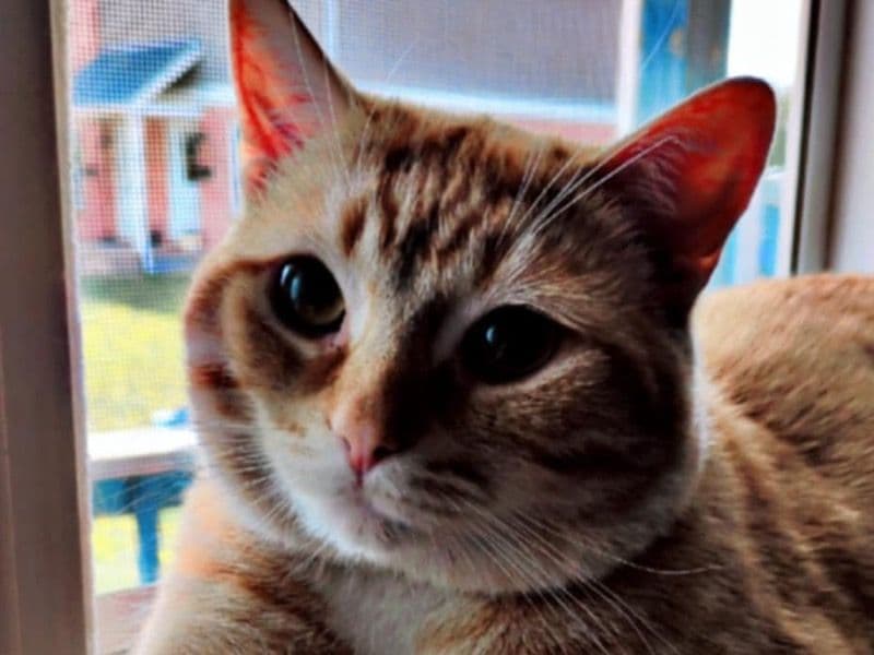 Gizmo primary photo