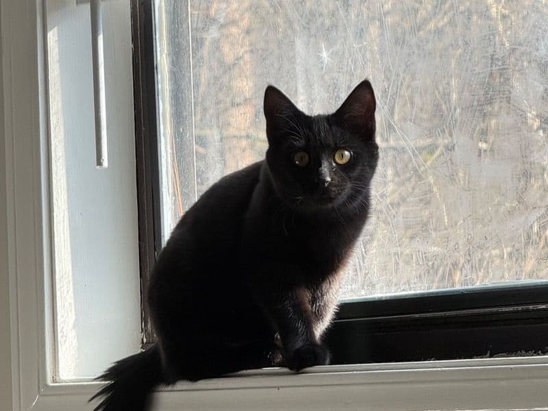 Luci primary photo