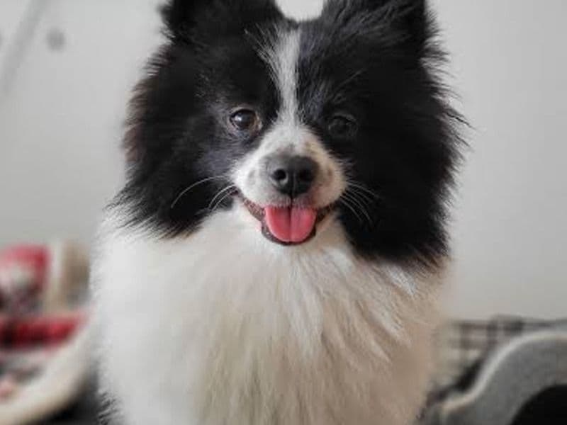 Puppy primary photo