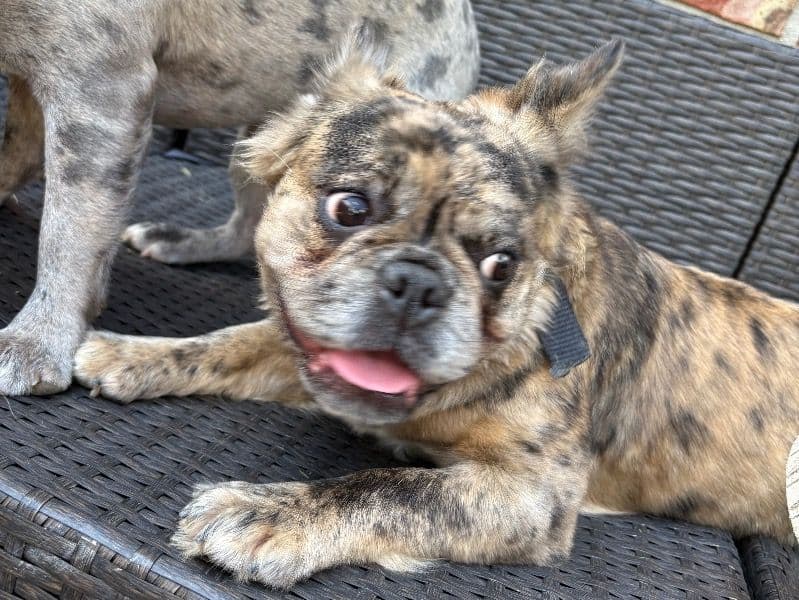 Minky primary photo