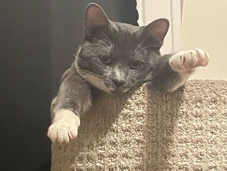 Smokey primary photo