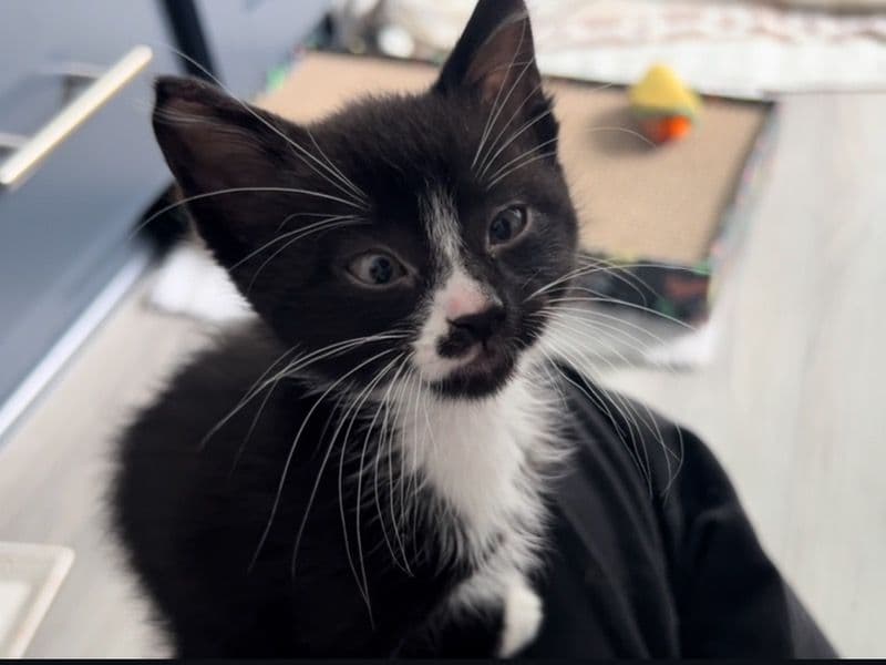 Jelly Bean primary photo
