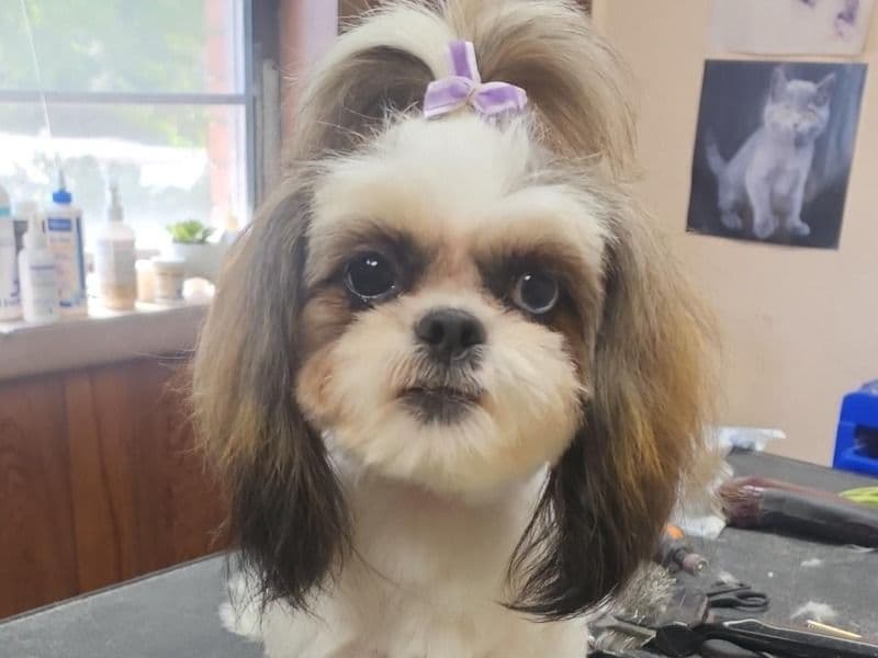 Gracie primary photo