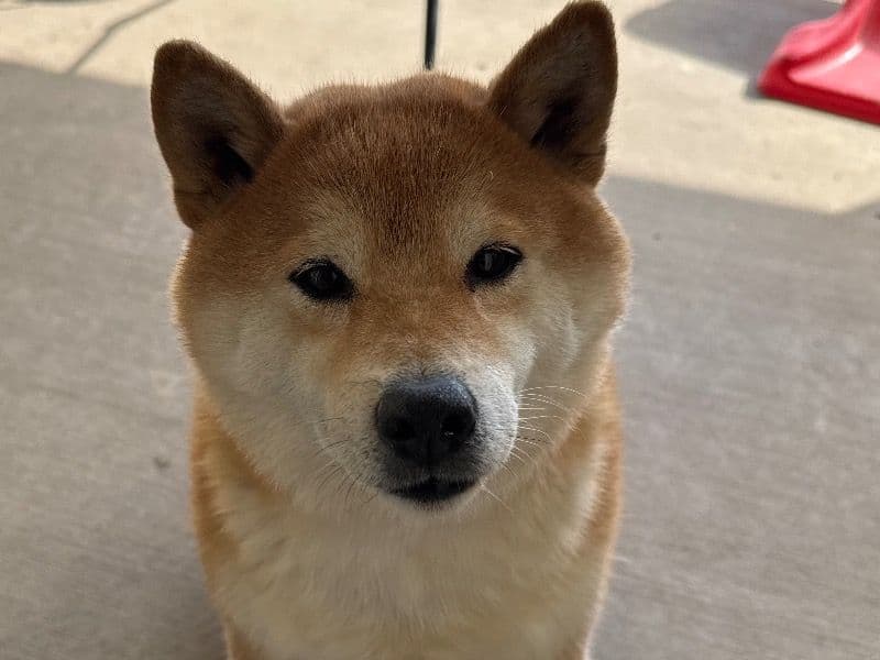 Hiro primary photo