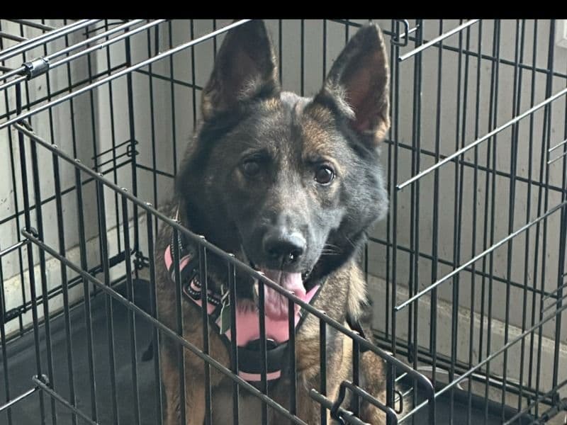 Nala primary photo