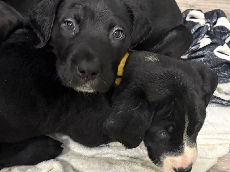 Great Dane Mastiff Puppies 3 Male 3 Female primary photo
