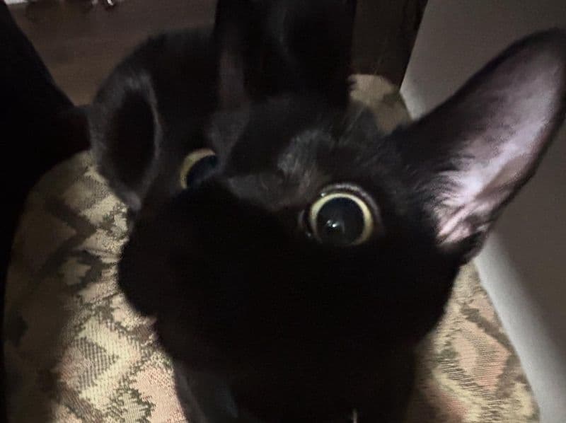 Kuro primary photo