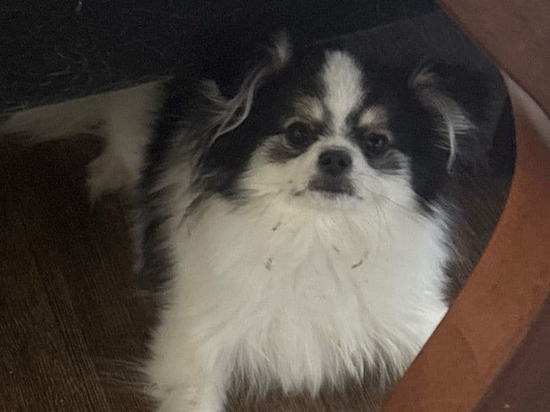 Bella primary photo
