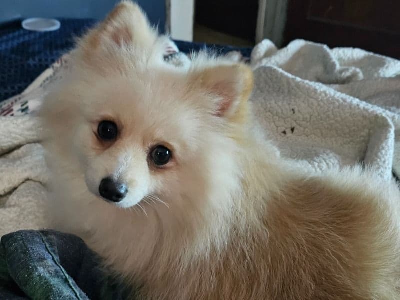 Tater primary photo