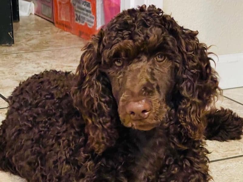 Mocha primary photo