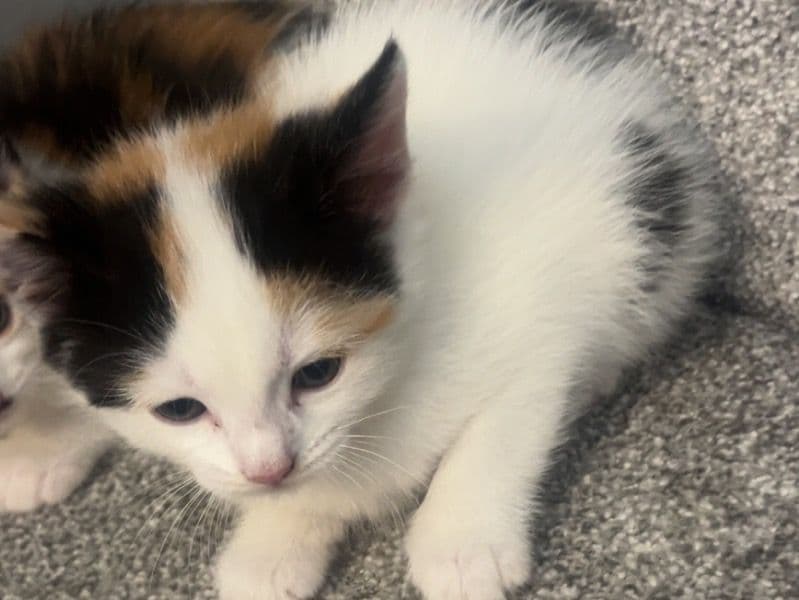 Kitten primary photo