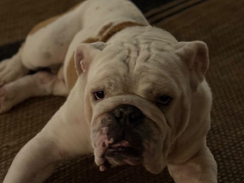 Benny primary photo
