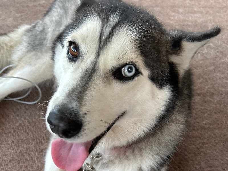 Sasha primary photo