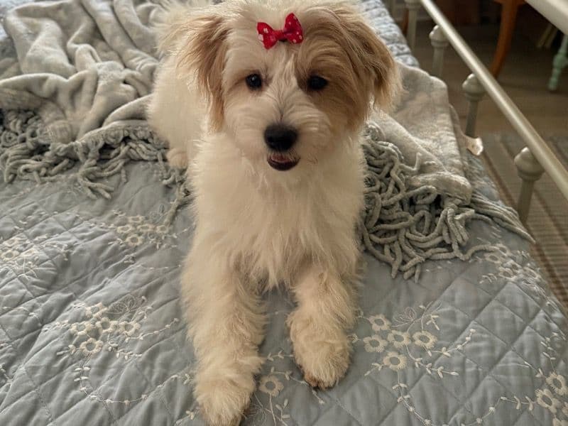 Daisy primary photo