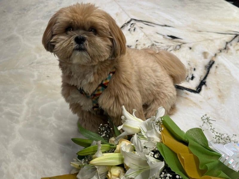 Coco primary photo
