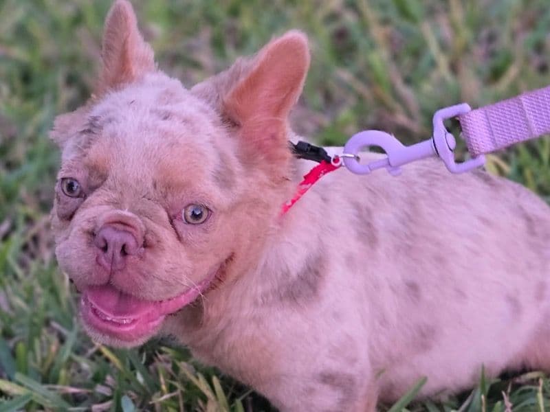 Frenchie primary photo