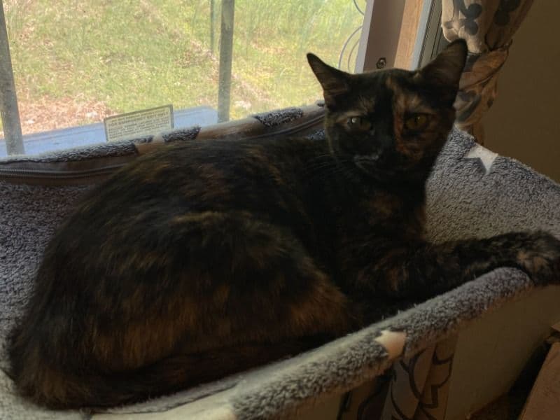 Honey primary photo