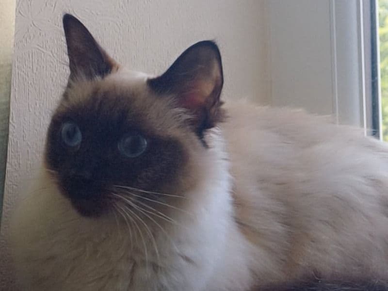 Maggie primary photo