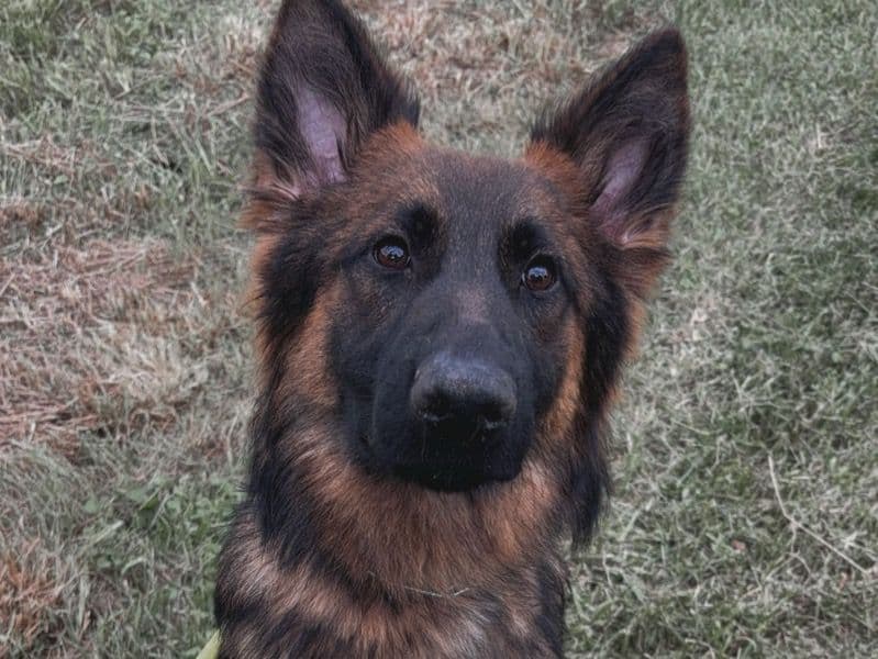 Kai primary photo