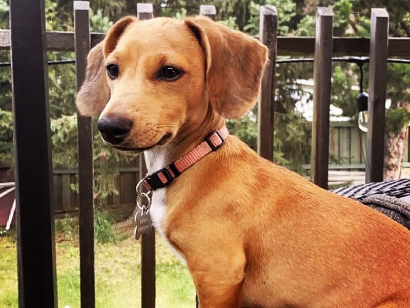 Penny primary photo