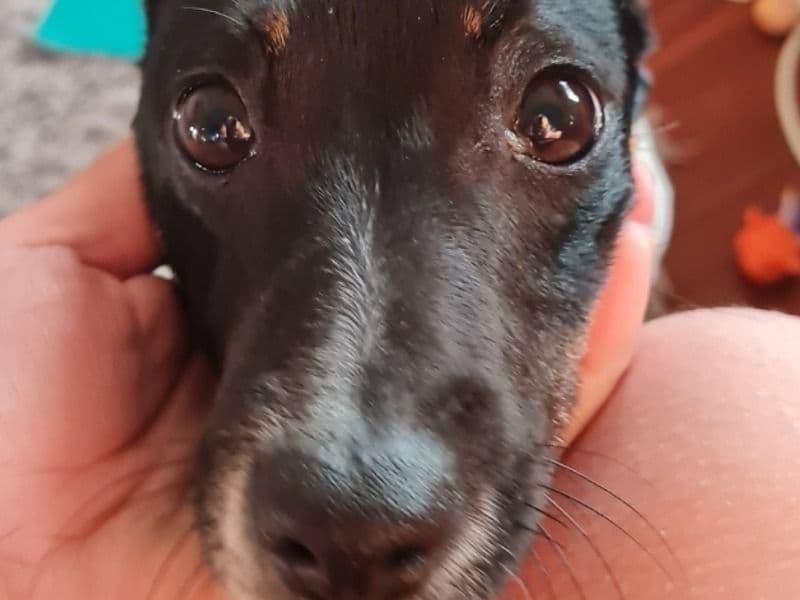 Oreo primary photo