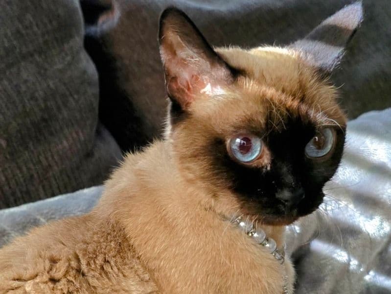 Coco primary photo
