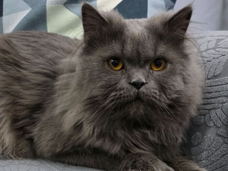 Coco primary photo