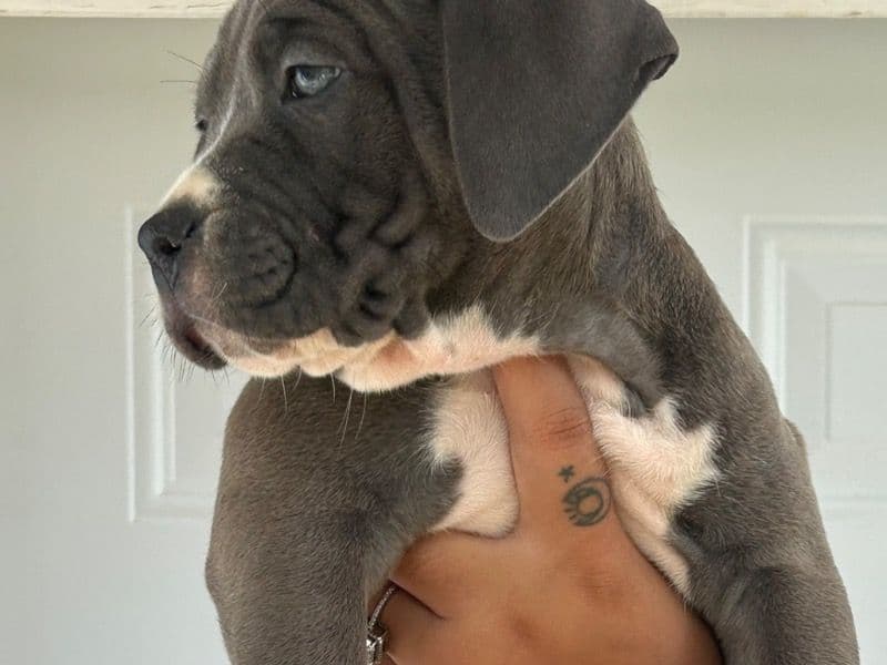 Snoop primary photo