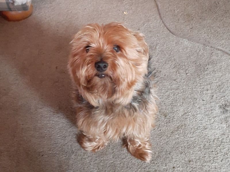 Georgie primary photo