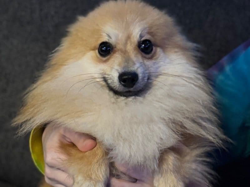 Loki primary photo