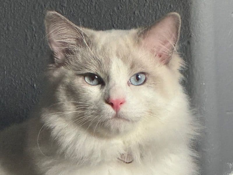 Evee primary photo