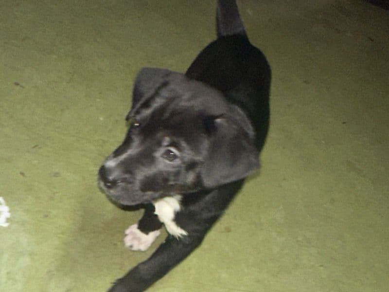Ruby primary photo