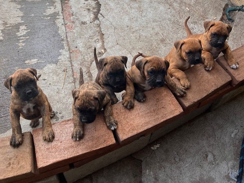 Boxer Pups primary photo