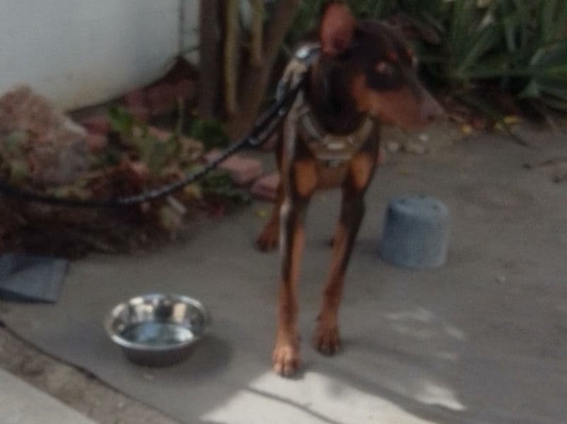 Paco primary photo