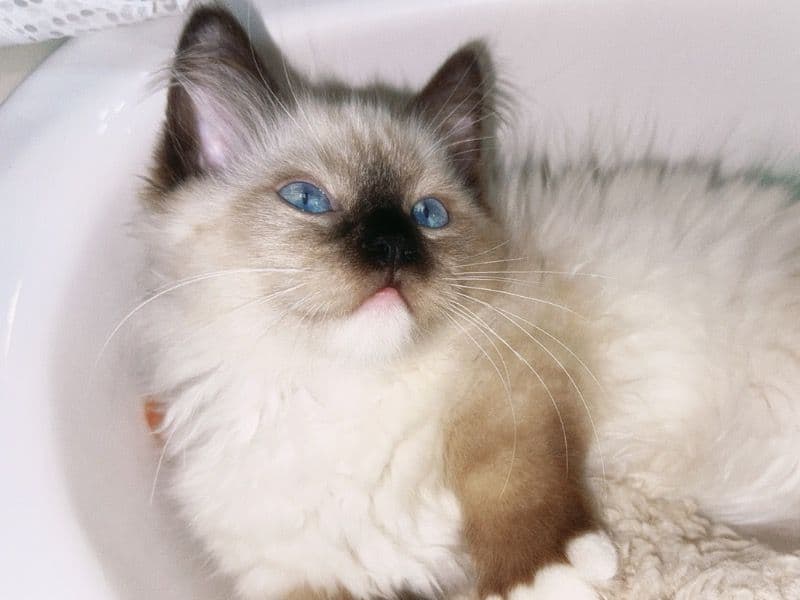 Miso primary photo