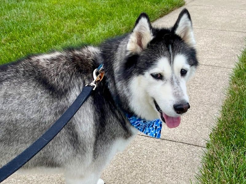 Koda primary photo