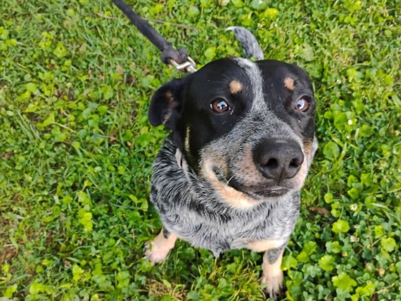 Oreo primary photo