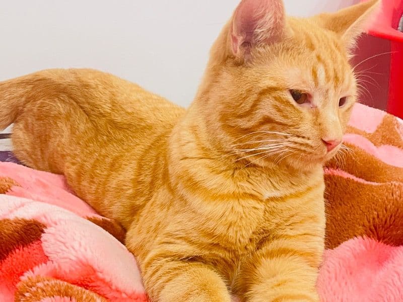 Simba primary photo